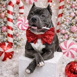 My dogs and my puppies